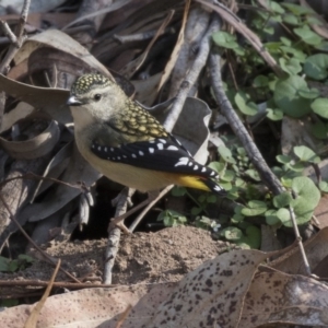 Pardalotus punctatus at Acton, ACT - 14 Aug 2018 09:56 AM