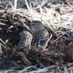 Pardalotus punctatus (Spotted Pardalote) at Acton, ACT - 14 Aug 2018 by AlisonMilton