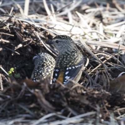 Pardalotus punctatus (Spotted Pardalote) at ANBG - 14 Aug 2018 by Alison Milton