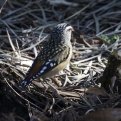 Pardalotus punctatus at Acton, ACT - 14 Aug 2018