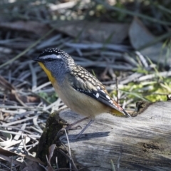 Pardalotus punctatus at Acton, ACT - 14 Aug 2018 10:25 AM