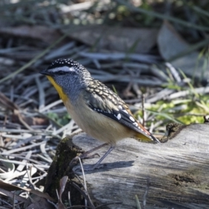 Pardalotus punctatus at Acton, ACT - 14 Aug 2018