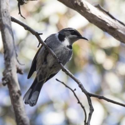 Phylidonyris pyrrhopterus (Crescent Honeyeater) at ANBG - 14 Aug 2018 by AlisonMilton