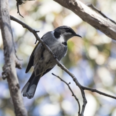 Phylidonyris pyrrhopterus (Crescent Honeyeater) at Acton, ACT - 14 Aug 2018 by AlisonMilton