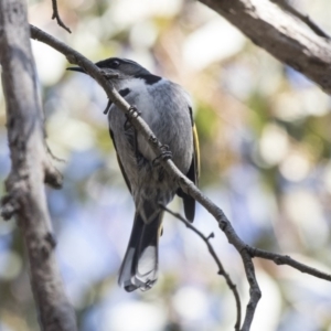 Phylidonyris pyrrhopterus at Acton, ACT - 14 Aug 2018