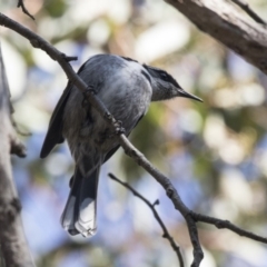 Phylidonyris pyrrhopterus at Acton, ACT - 14 Aug 2018