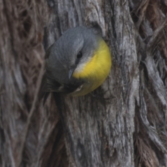 Eopsaltria australis (Eastern Yellow Robin) at Acton, ACT - 14 Aug 2018 by Alison Milton