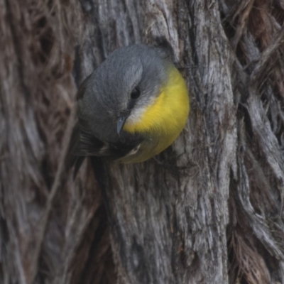 Eopsaltria australis (Eastern Yellow Robin) at ANBG - 14 Aug 2018 by Alison Milton