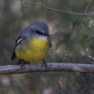 Eopsaltria australis at Acton, ACT - 14 Aug 2018