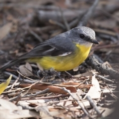 Eopsaltria australis at Acton, ACT - 14 Aug 2018