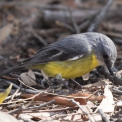 Eopsaltria australis at Acton, ACT - 14 Aug 2018 11:37 AM