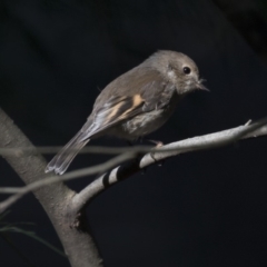 Petroica rodinogaster (Pink Robin) at ANBG - 14 Aug 2018 by Alison Milton