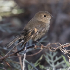 Petroica rodinogaster at Acton, ACT - 14 Aug 2018 12:45 PM