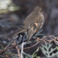 Petroica rodinogaster at Acton, ACT - 14 Aug 2018 12:45 PM