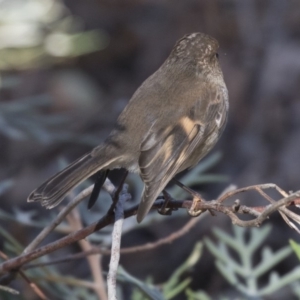 Petroica rodinogaster at Acton, ACT - 14 Aug 2018 12:45 PM