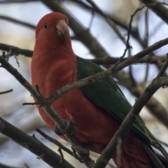 Alisterus scapularis (Australian King-Parrot) at Acton, ACT - 14 Aug 2018 by AlisonMilton