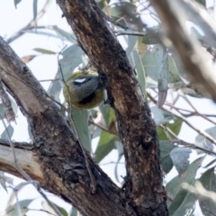 Nesoptilotis leucotis (White-eared Honeyeater) at Acton, ACT - 14 Aug 2018 by Alison Milton