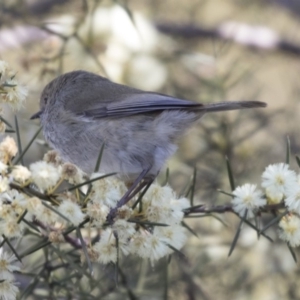 Acanthiza pusilla at Acton, ACT - 14 Aug 2018