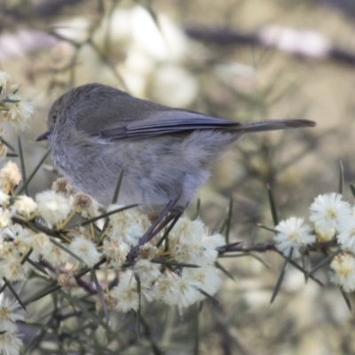 Acanthiza pusilla (Brown Thornbill) at ANBG - 14 Aug 2018 by Alison Milton