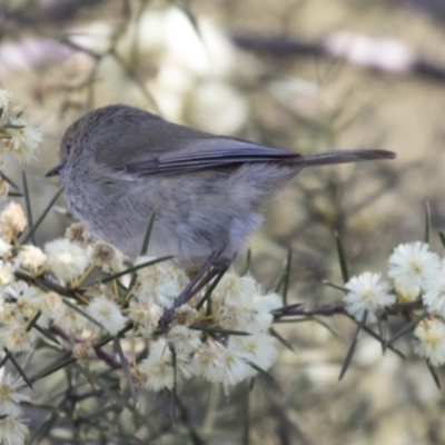 Acanthiza pusilla (Brown Thornbill) at Acton, ACT - 14 Aug 2018 by AlisonMilton