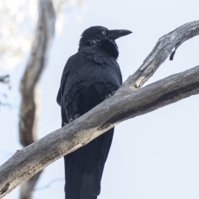 Corvus coronoides (Australian Raven) at Acton, ACT - 14 Aug 2018 by AlisonMilton