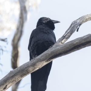 Corvus coronoides at Acton, ACT - 14 Aug 2018