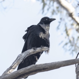 Corvus coronoides at Acton, ACT - 14 Aug 2018