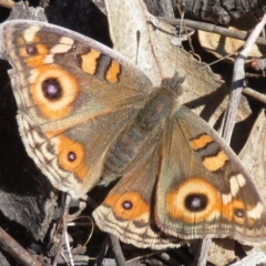 Junonia villida (Meadow Argus) at Red Hill Nature Reserve - 5 Aug 2018 by RobParnell