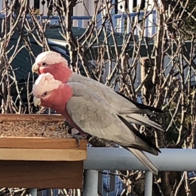 Eolophus roseicapilla (Galah) at Eden, NSW - 15 Jul 2018 by Julianwebb