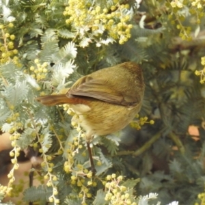 Acanthiza pusilla at Kambah, ACT - 8 Jul 2018