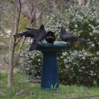 Corcorax melanorhamphos (White-winged Chough) at Wamboin, NSW - 7 Nov 2016 by natureguy