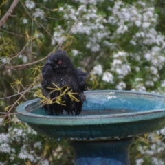 Corcorax melanorhamphos at Wamboin, NSW - 7 Nov 2016