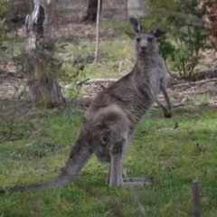 Macropus giganteus (Eastern Grey Kangaroo) at Wamboin, NSW - 7 Nov 2016 by natureguy