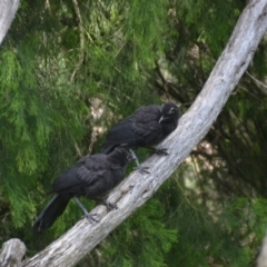 Corcorax melanorhamphos (White-winged Chough) at Wamboin, NSW - 17 Nov 2016 by natureguy