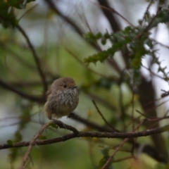 Acanthiza pusilla (Brown Thornbill) at Wamboin, NSW - 17 Dec 2016 by natureguy