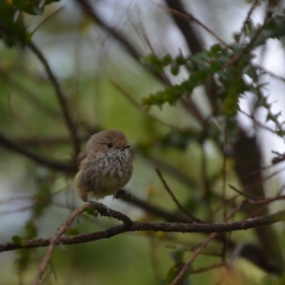 Acanthiza pusilla (Brown Thornbill) at Wamboin, NSW - 17 Dec 2016 by natureguy