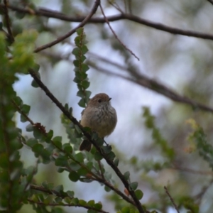 Acanthiza pusilla at Wamboin, NSW - 17 Dec 2016