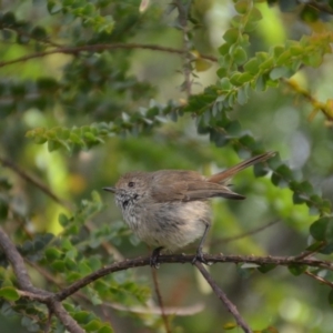 Acanthiza pusilla at Wamboin, NSW - 17 Dec 2016