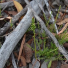 Microtis sp. (Onion Orchid) at Wamboin, NSW - 17 Dec 2016 by natureguy