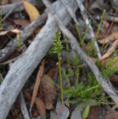 Microtis sp. (Onion Orchid) at QPRC LGA - 17 Dec 2016 by natureguy