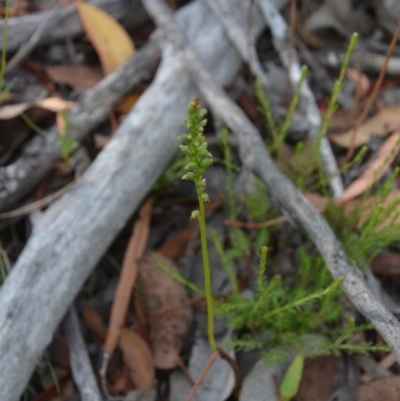 Microtis sp. (Onion Orchid) at Wamboin, NSW - 17 Dec 2016 by natureguy