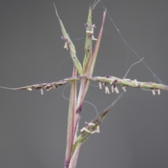 Cymbopogon refractus (Barbed-wire Grass) at Illilanga & Baroona - 3 Jan 2018 by Illilanga