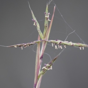 Cymbopogon refractus at Michelago, NSW - 3 Jan 2018