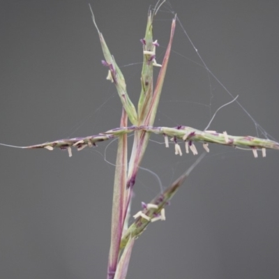 Cymbopogon refractus (Barbed-wire Grass) at Michelago, NSW - 3 Jan 2018 by Illilanga