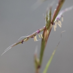 Cymbopogon refractus at Michelago, NSW - 3 Jan 2018