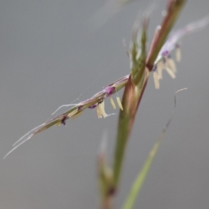 Cymbopogon refractus at Michelago, NSW - 3 Jan 2018 06:29 PM