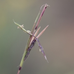 Cymbopogon refractus at Michelago, NSW - 3 Jan 2018