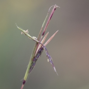 Cymbopogon refractus at Michelago, NSW - 3 Jan 2018