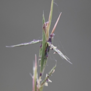 Cymbopogon refractus at Michelago, NSW - 3 Jan 2018 06:29 PM