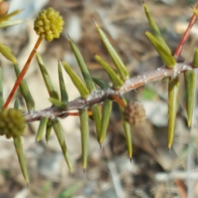 Acacia ulicifolia (Prickly Moses) at Isaacs Ridge and Nearby - 15 Aug 2018 by Mike